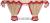 Scania R New Generation ab 2017 Gardinen, beige-rot, Fransen 6cm.